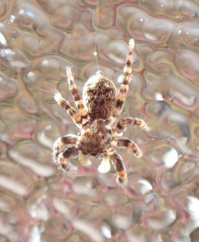 Réf. 296 549 : Pseudeuophrys erratica